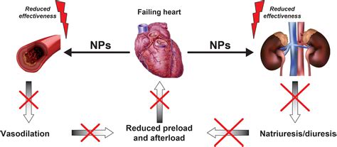 Chronic heart failure as a state of reduced effectiveness of the natriuretic peptide system ...