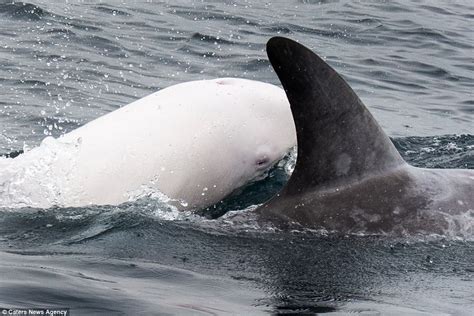 White Wolf : Incredibly rare albino dolphin is filmed frolicking off the Californian coast