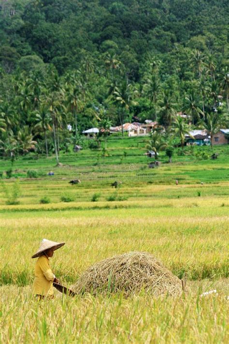 Worker during Harvesting Paddy Season Editorial Image - Image of rice ...