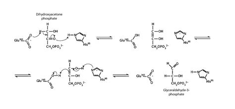 Triose Phosphate Isomerase - Integrated MCAT Course