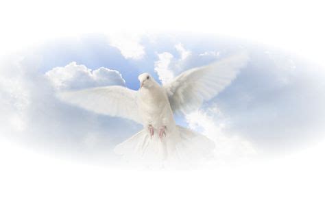 Funeral Dove On White Background | Dove pictures, Funeral program ...