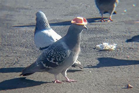 Those Pigeons Wearing Cowboy Hats? They’re No Laughing Matter in 2020 | Pigeon meme, Pigeon