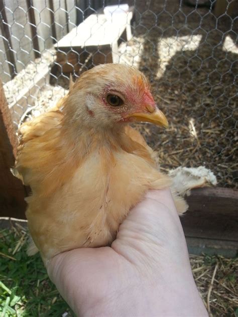 Pekin Bantam Chicks- Boys or girls? | BackYard Chickens - Learn How to Raise Chickens