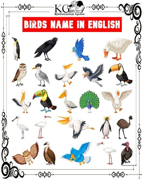 Birds Name : All Birds Name, 200+ Birds Names, Birds Name in English