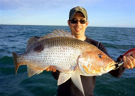 Burdekin, Australia - Big Barramundi and Reef Variety