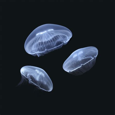 1 Medium + 2 Small Moon Jellyfish — Sunset Marine Labs - Live Jellyfish & Aquariums