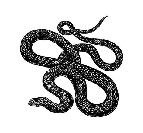 Premium Vector | Python in vintage style serpent or poisonous viper ...