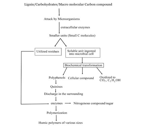 Humus formation Process - Basic Agricultural Study