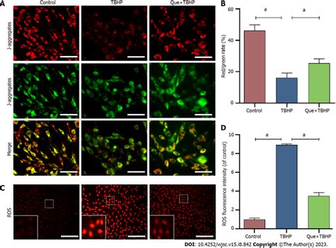 Mitochondrial membrane potential assay and reactive oxygen species ...