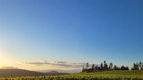 Four Great South Lake County Wineries Perfect for Picnics | The Bloom