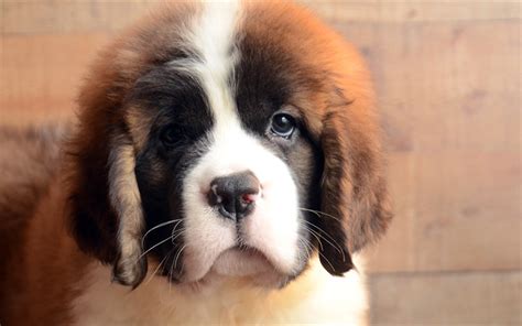 Download wallpapers Saint Bernard, dogs, pets, puppy, cute animals, Saint Bernard Dog for ...