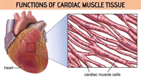 Cardiac Muscle Function - Rajus Biology