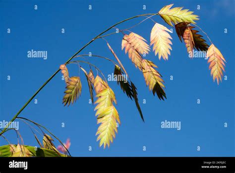 Sea oats uniola paniculata seeds hi-res stock photography and images - Alamy