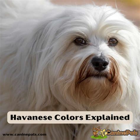 Havanese Colors Explained | Most Desirable Havanese Dog Colors - Canine Pals