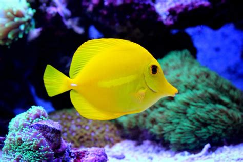 Reef Chasers | Yellow Tang Care Guide