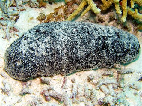 Black Sea Cucumber - Holothuria atra - Palau - Photo 4 - Tropical Reefs