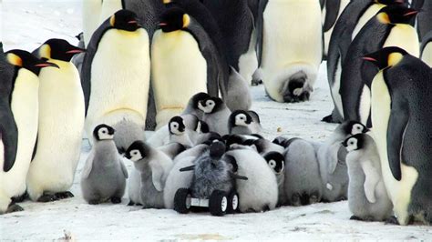 WATCH: The Robotic Baby Penguin That Spies For Scientists : All Tech Considered : NPR