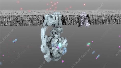 ATP synthase making ATP, animation - Stock Video Clip - K010/9790 - Science Photo Library