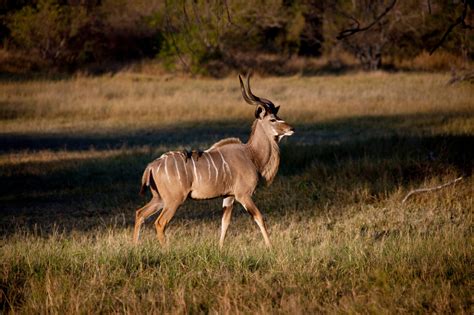 Cardiac Arrest in Kudu Antelope During Capture and Chemical Immobilization - NexGen Pharmaceuticals