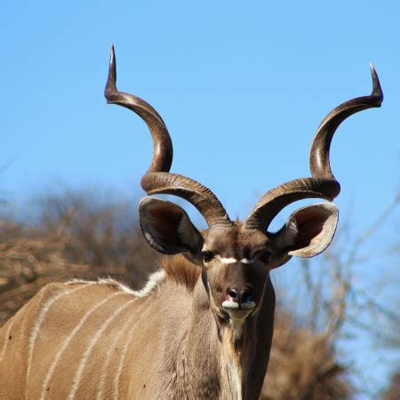 The Greater Kudu | Wildlife Guide