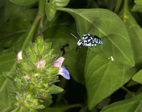 Bee Pollination South Africa | The Life of Bee