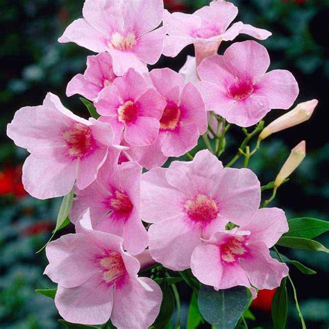 Pandorea jasminoides 'Rosea' - Climbing Plants - Van Meuwen Sweet ...