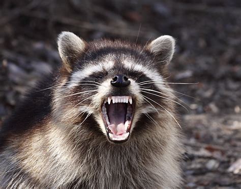 File:Yawning Raccoon.jpg - Wikimedia Commons