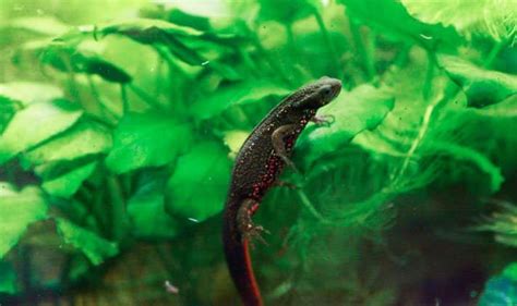 Expert Care Of The Japanese Fire-Bellied Newt - Reptiles Magazine