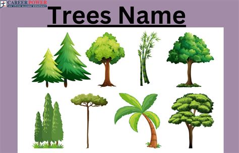 Trees Names, List of 50+ Tree Names in English