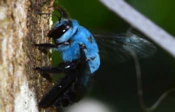 Blue Carpenter Bee, Location, Habitat, Behavior , Honey, Images and More