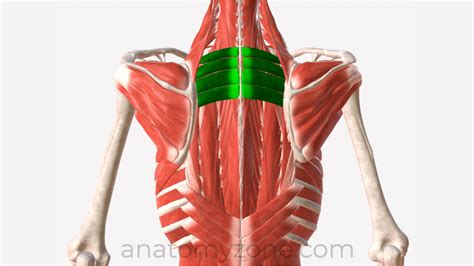 Serratus Posterior Superior - Origin, Insertion, Action, 3D Model ...