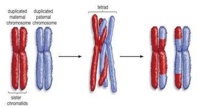 Chiasma crossing over. [Biologie Cellulaire] Différence crossing. 2022 ...