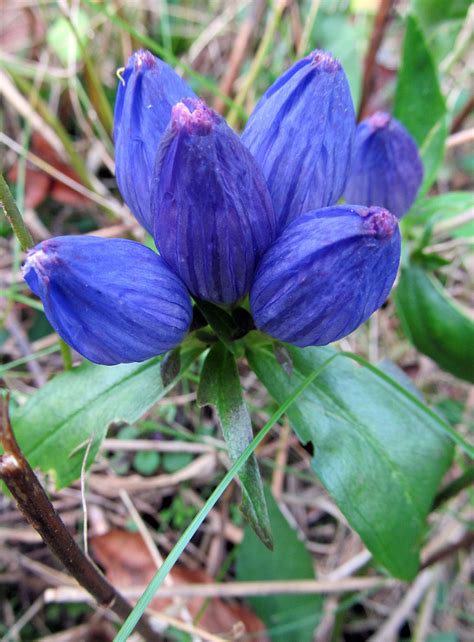 CLOSED GENTIAN: (Gentiana andrewsii) Photographed at the Wildflower Reserve at Raccoon Creek ...