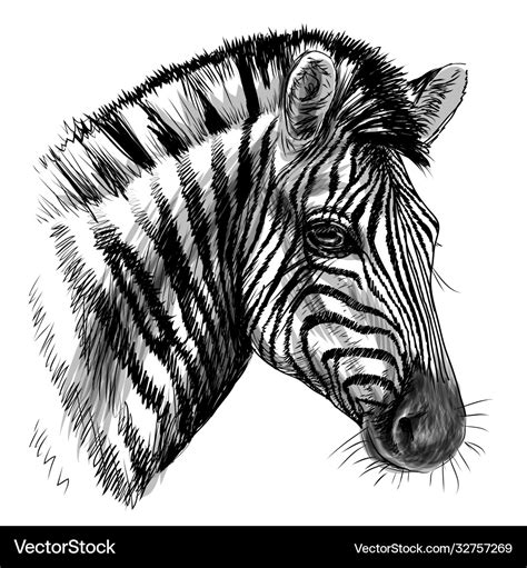 Zebra sketch black and white drawn portrait Vector Image