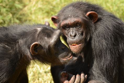 Chimp Conservation | You Can Help Save The Chimpanzees