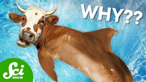 Why Are We Making Dolphin-Cow Hybrids? - YouTube