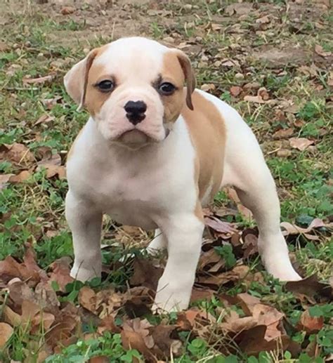 American Bulldog Puppies For Sale | Los Angeles, CA #176669