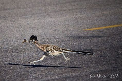 Pin on Birds ~ Our Fine Feathered Friends