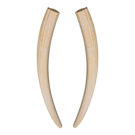 Replica Walrus Tusks — Skulls Unlimited International, Inc.