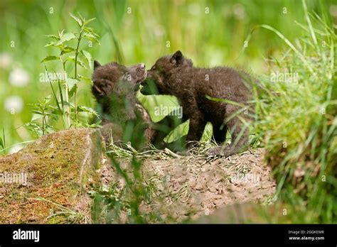 Timber wolf, american wolf (Canis lupus occidentalis) pups at burrow, Germany Stock Photo - Alamy