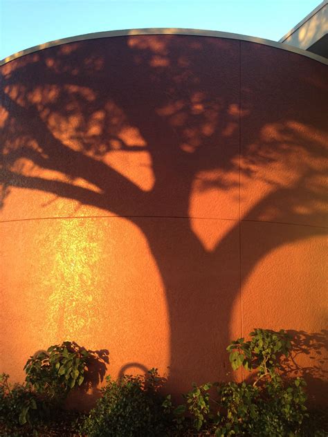 Shadow of a tree near sunset | Sunset, Shadow, Celestial