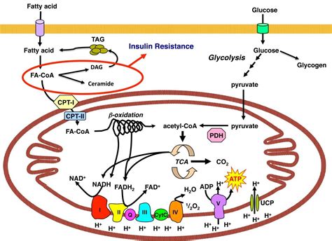 Mitochondrial Metabolism and Insulin Action | Biology lessons ...