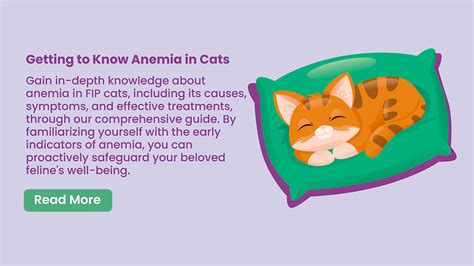 Anemia in Cats: Symptoms, Causes, Diagnosis, and Treatment