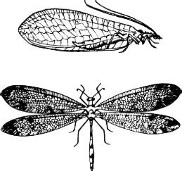 Order Neuroptera – ENT 425 – General Entomology