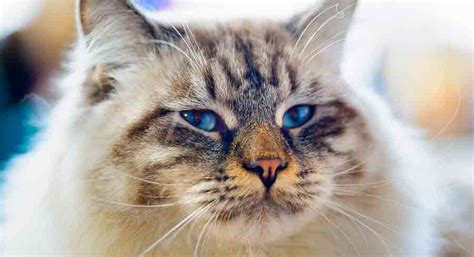 Ragamuffin Cat - Personality, Size, Weight And Care Guide