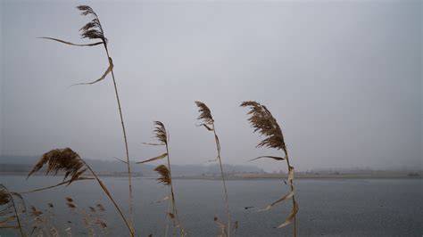 In Korean DMZ, Wildlife Thrives. Some Conservationists Worry Peace Could Disrupt It : NPR