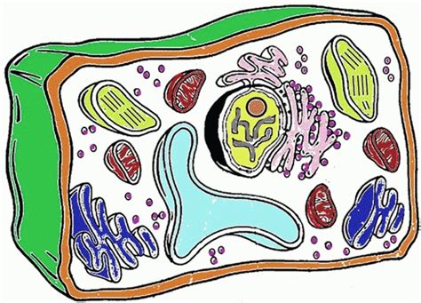 Plant Cell Drawing | Free download on ClipArtMag