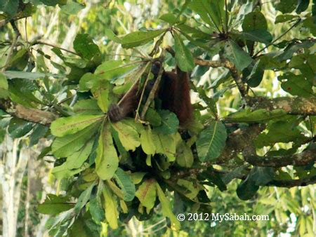 Orangutan making nest - MySabah.com