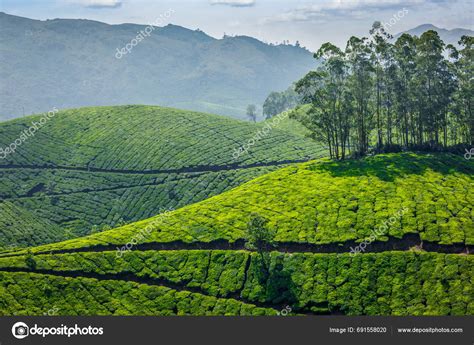 Indian Green Tea Plantations Munnar Kerala India Stock Photo by ...