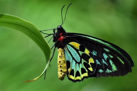 Richmond Birdwing Butterfly | Smithsonian Photo Contest | Smithsonian Magazine